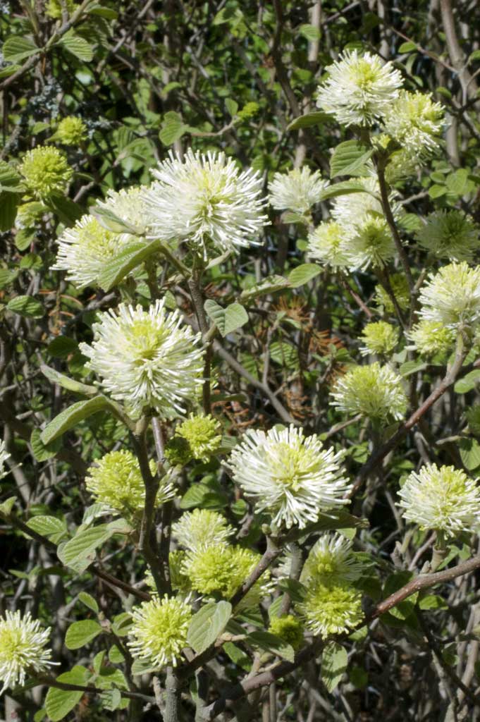 Höyhenpensas