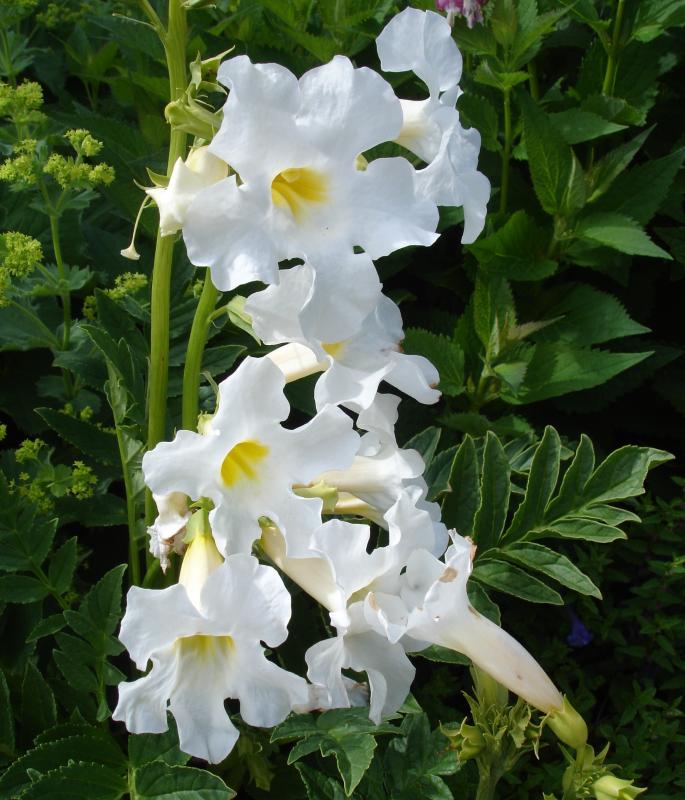 Isoinkarvillea Alba