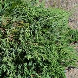 Sinilaakakataja Wiltonii, myyntileveys 40-50 cm, astiakoko 5L