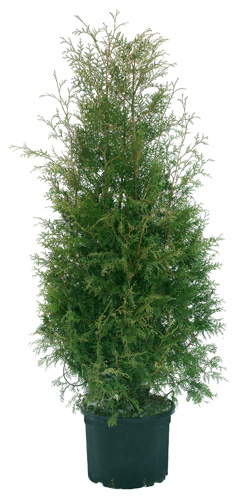 Kartiotuija Brabant 80-100 cm, astiataimi
