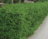 Metsäkuusen aitataimet, 6 kpl kenno