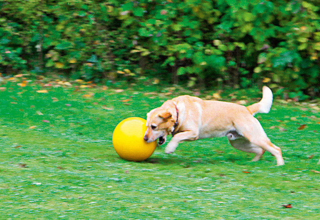 Leikkipallo koiralle 30 cm ulkoleikkeihin