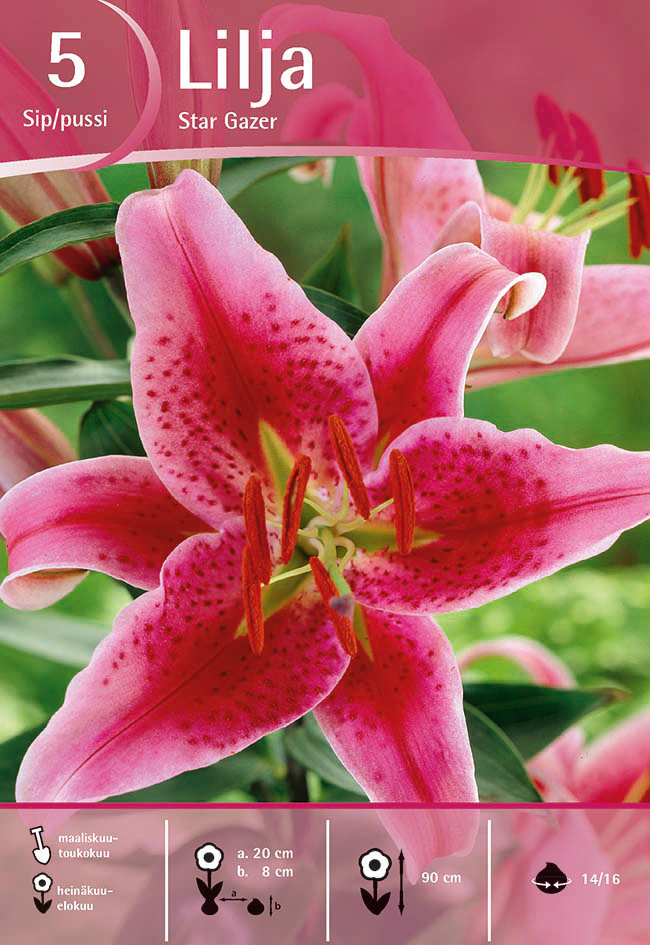 Lilja Stargazer, 5 kpl