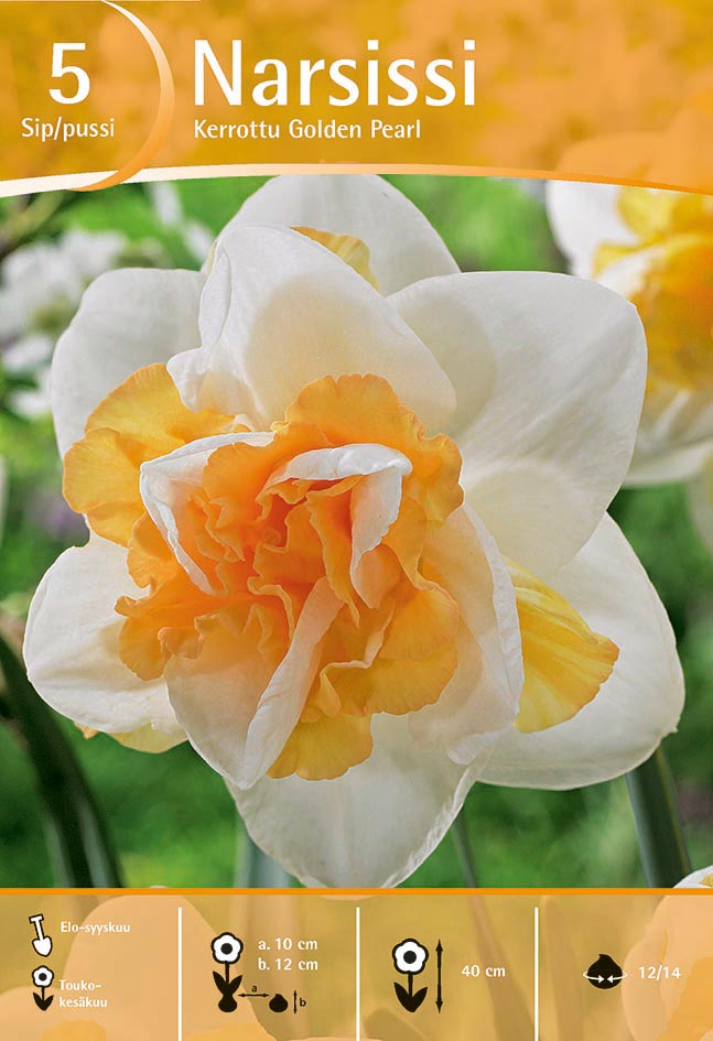 Narsissi Golden Pearl