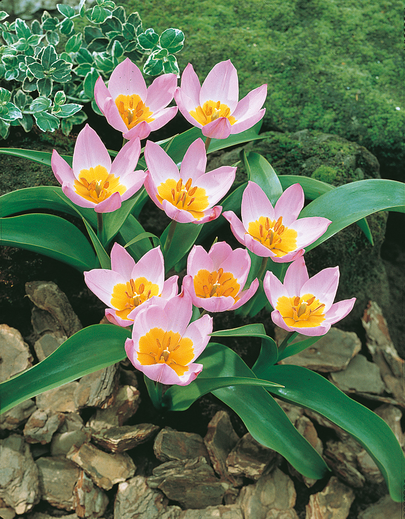 Tulppaani Lilac Wonder