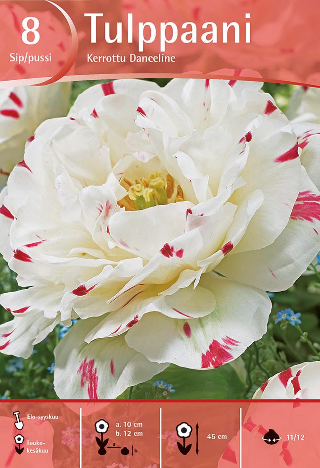 Tulppaani Danceline