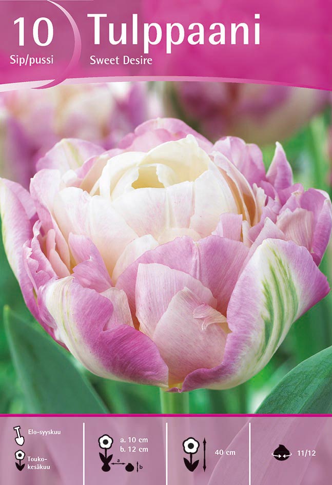 Tulppaani Sweet Desire