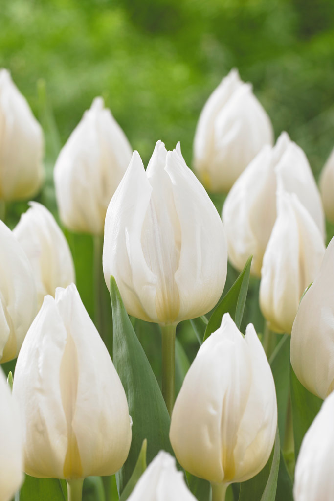 Tulppaani White Prince