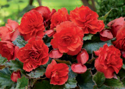 Tuoksubegonia punainen