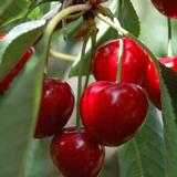 Makeakirsikka Stella