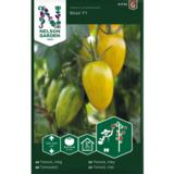 Kirsikkatomaatti, 'Bliss' F1