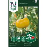 Pihvitomaatti, 'Lemon Boy' F1