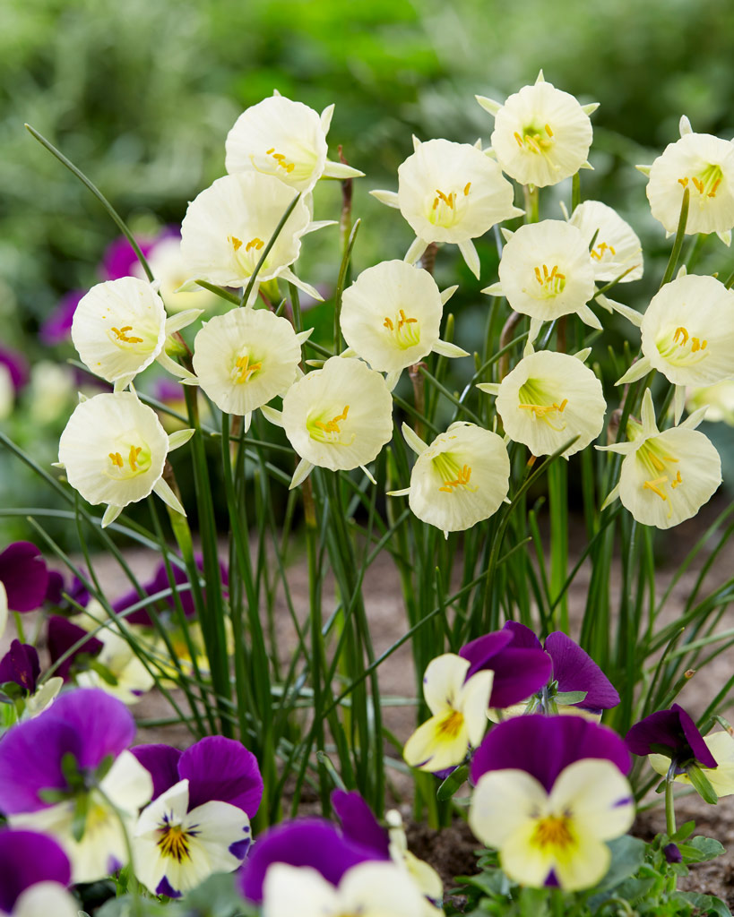 Narsissi Arctic Bells
