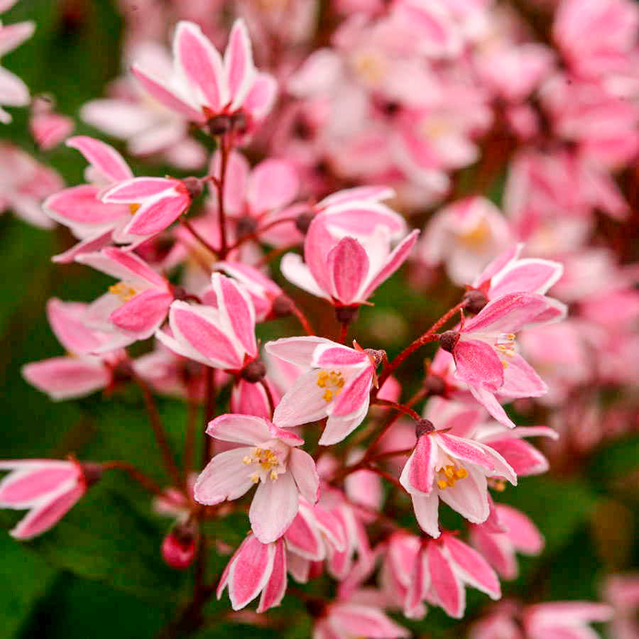 Nietospensas Yuki Cherry Blossom I-