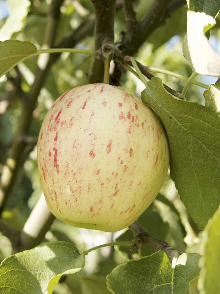 Omenapuu Moskovan päärynäomena
