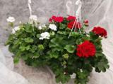Pelargoniamppeli 25 cm