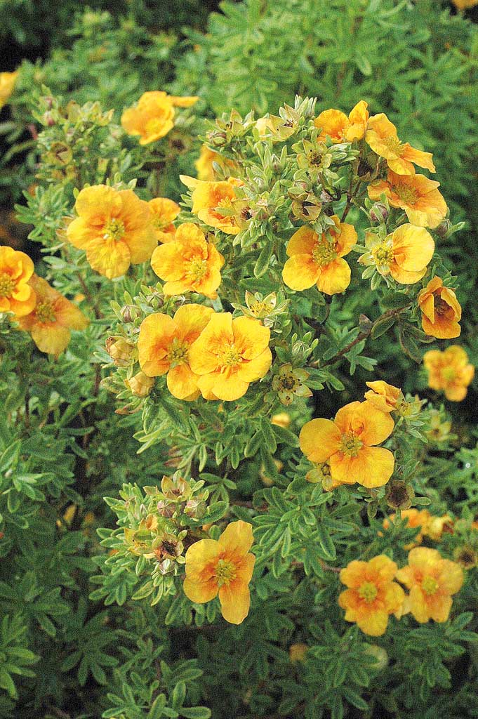 Pensashanhikki Mango Tango