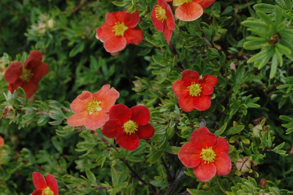 Pensashanhikki 'Red Robin'