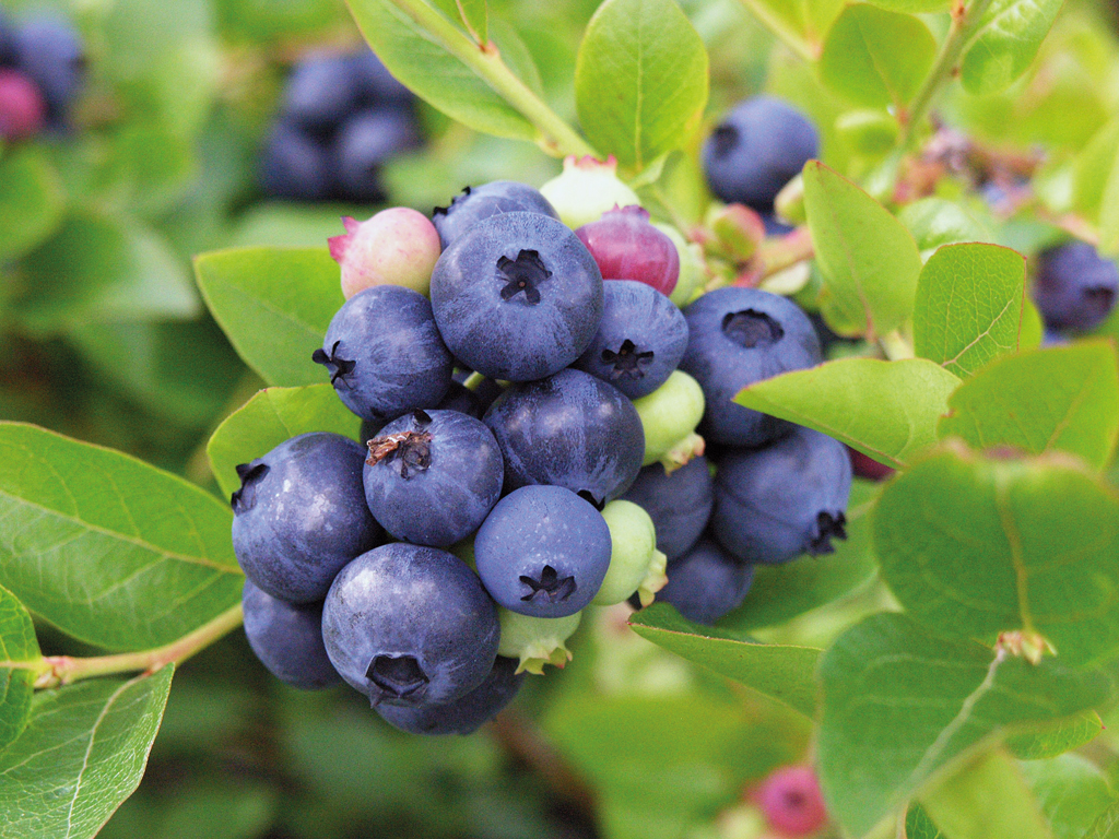 Pensasmustikka 'North Blue'
