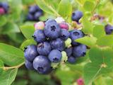 Tarhapensasmustikka North Blue FinE 2L