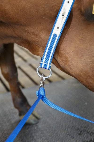 Polybelt nuorkarjalle DeLaval