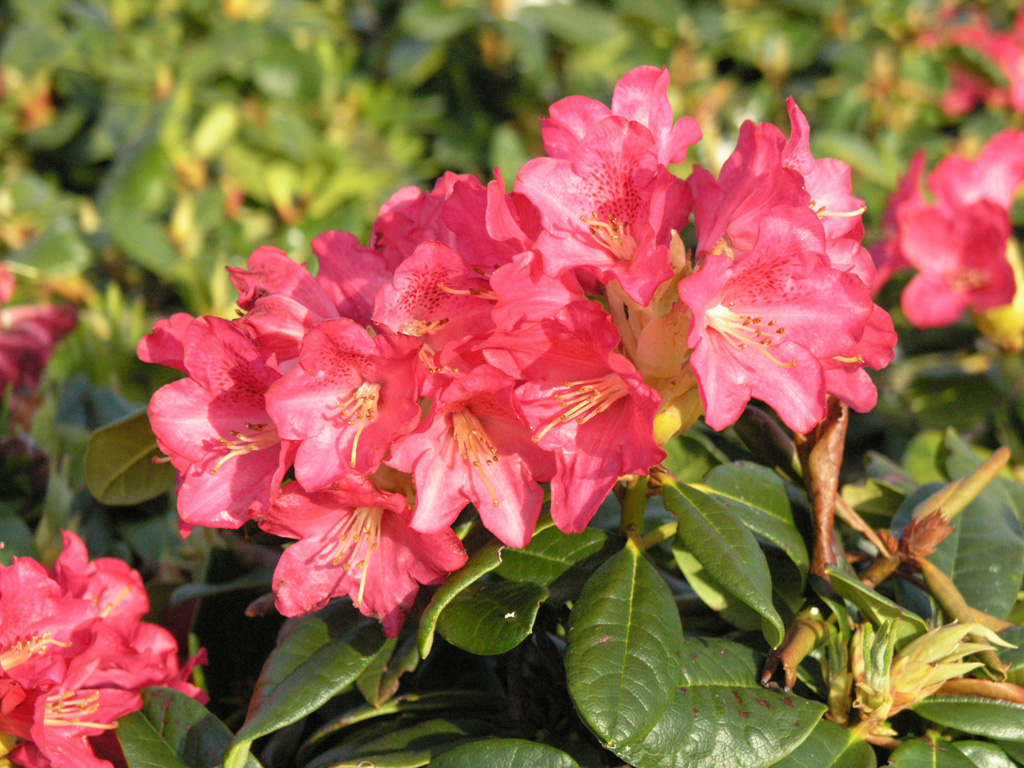 Alppiruusu 'Mauritz'