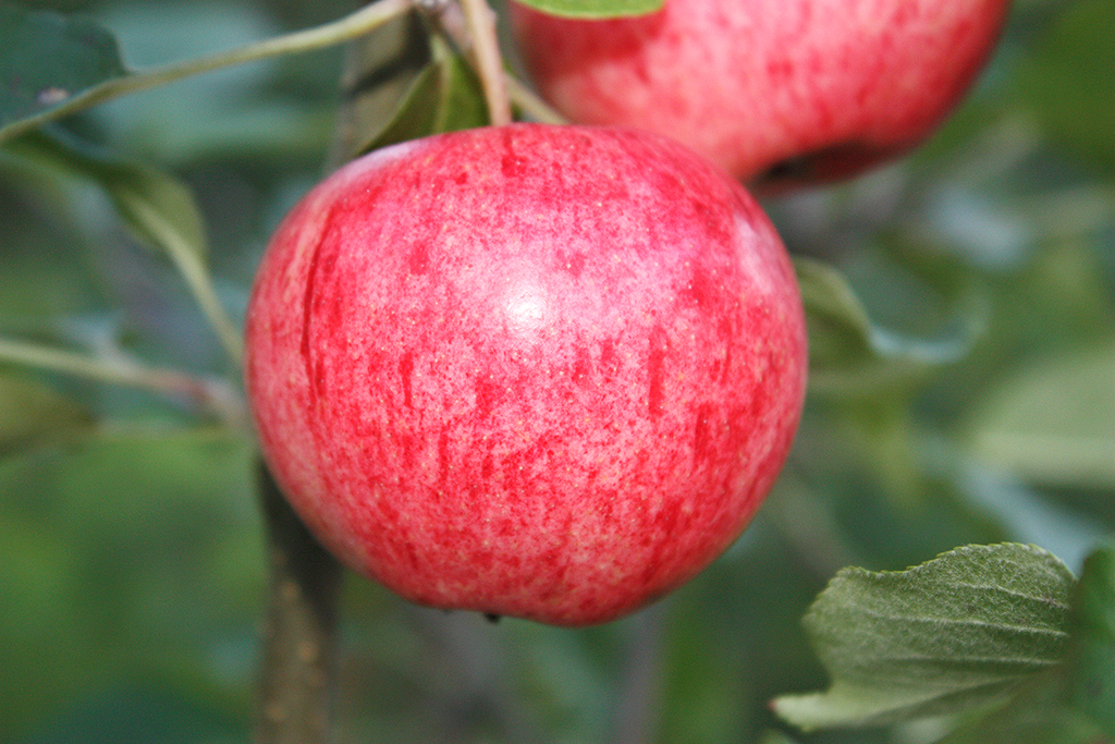 Omenapuu Huvitus