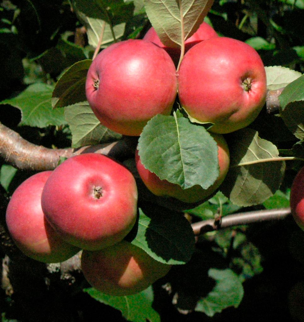 Omenapuu Tallinnan päärynäomena
