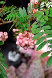 Arnoldinpihlaja Kirsten Pink