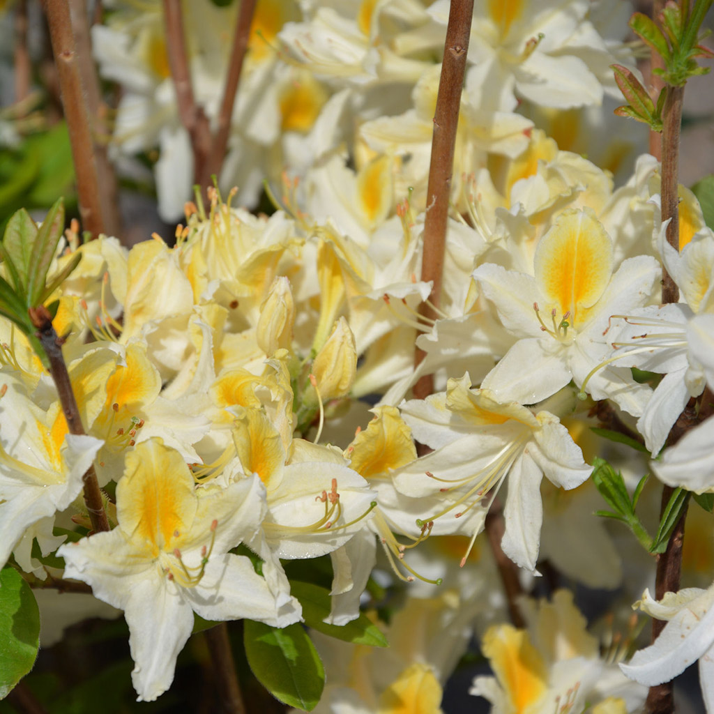 Revontuliatsalea Northern Hi-Lights
