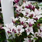 Tarhalyhtykärhö Princess Kate, astiakoko 2L