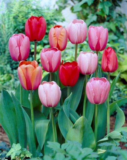 Tulppaani Impression seos