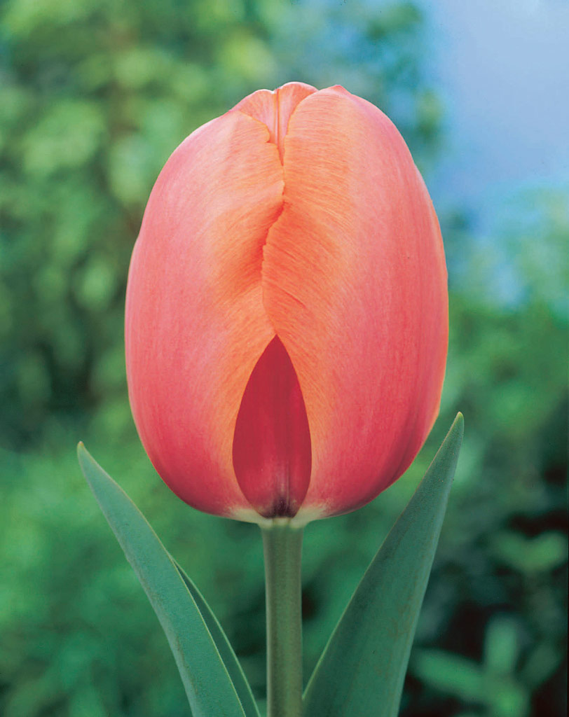 Tulppaani Apricot Impression
