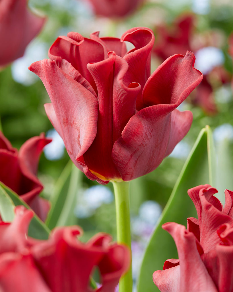 Tulppaani Red Dress