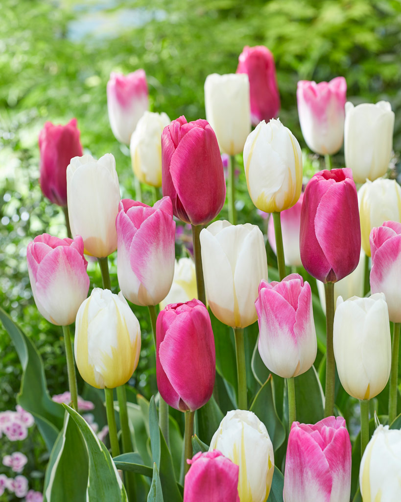 Tulppaani Touch of Romance