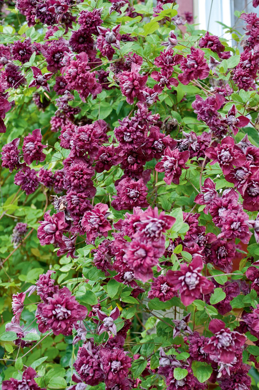 Viinikärhö Purpurea Plena Elegans