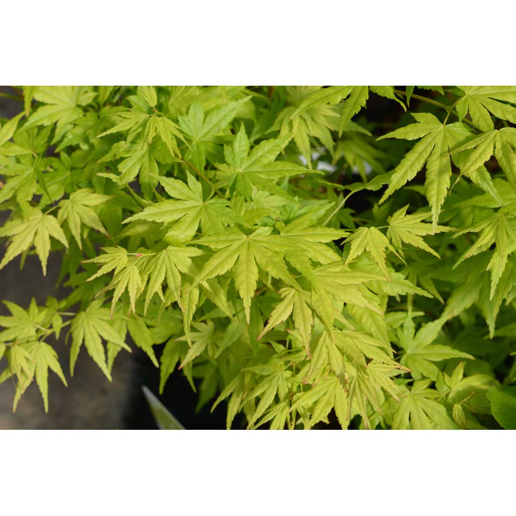 Japaninvaahtera Going Green