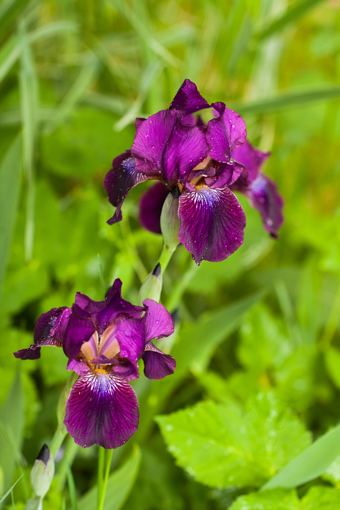 Tarhakurjenmiekka Red Orchid