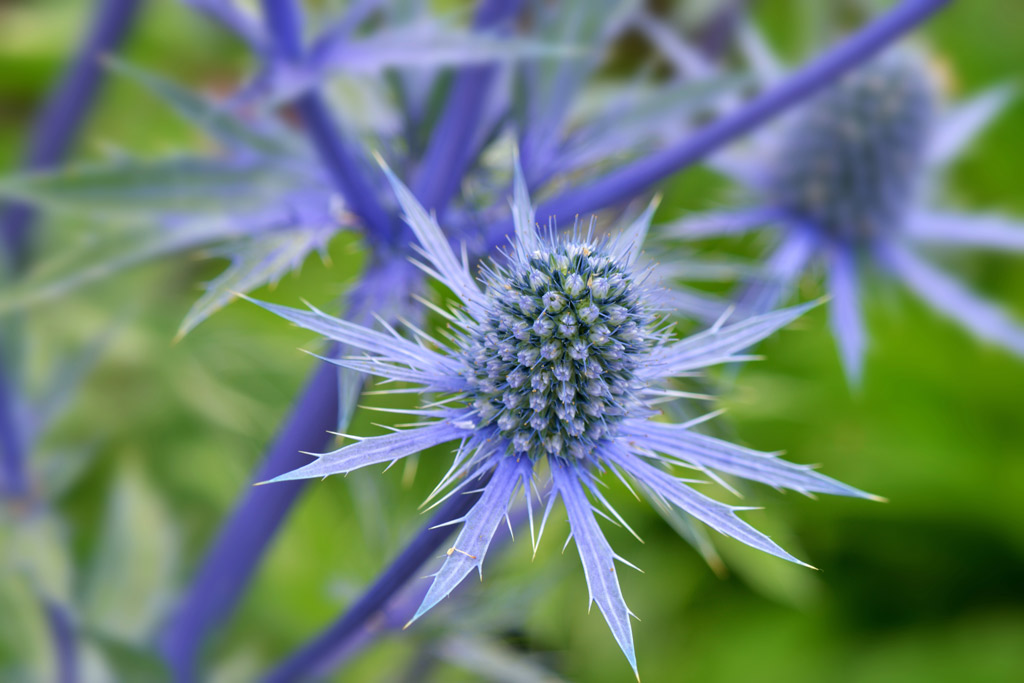 Alppipiikkiputki Blue Star
