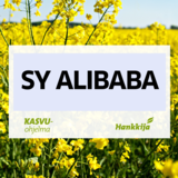 SY Alibaba hybridi syysrapsi
