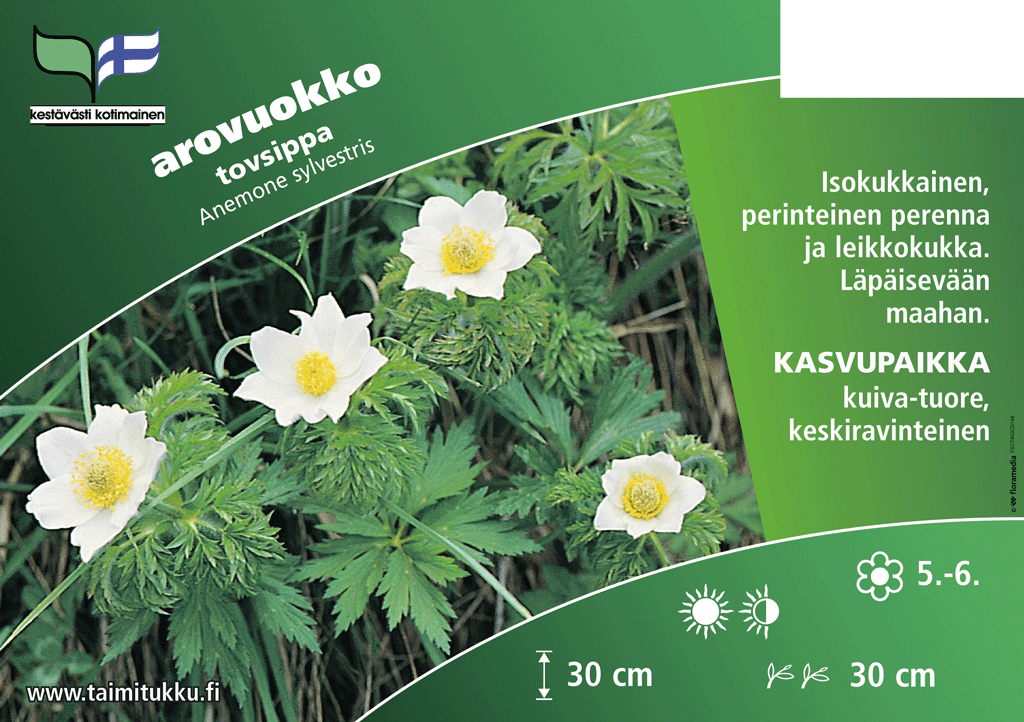 Arovuokko valkoinen