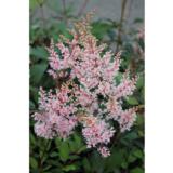 Tarhajaloangervo Look at Me