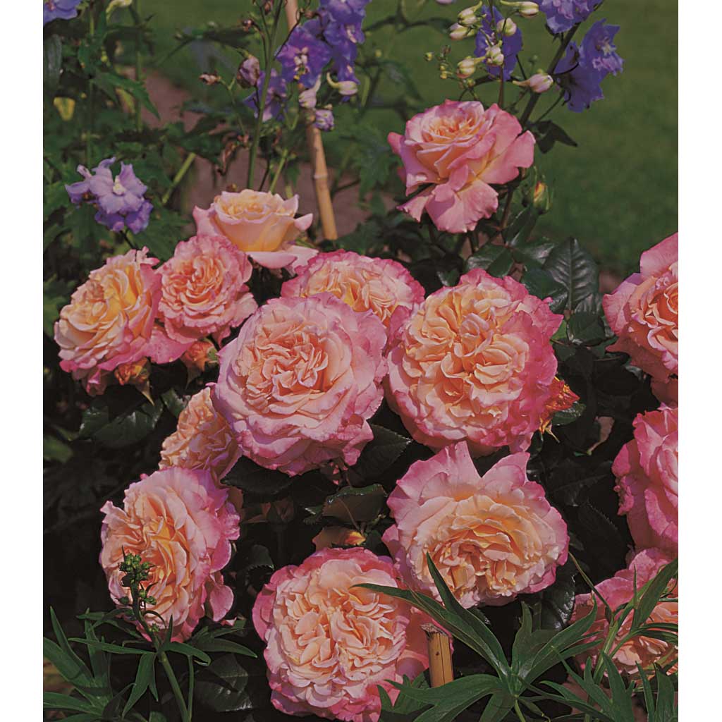 Ruusu Augusta Luise Tantop Royal_1