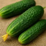 Avomaankurkku Profi F1 1000 kpl