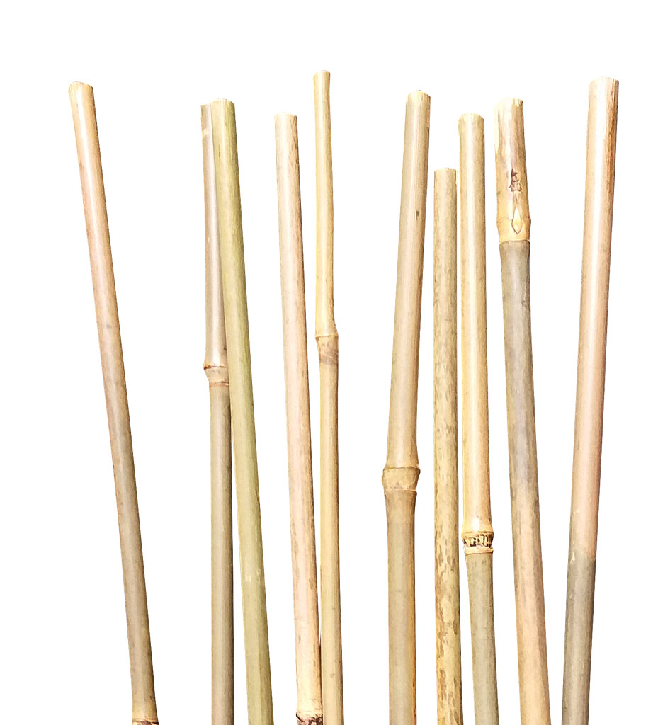 Bambukeppi