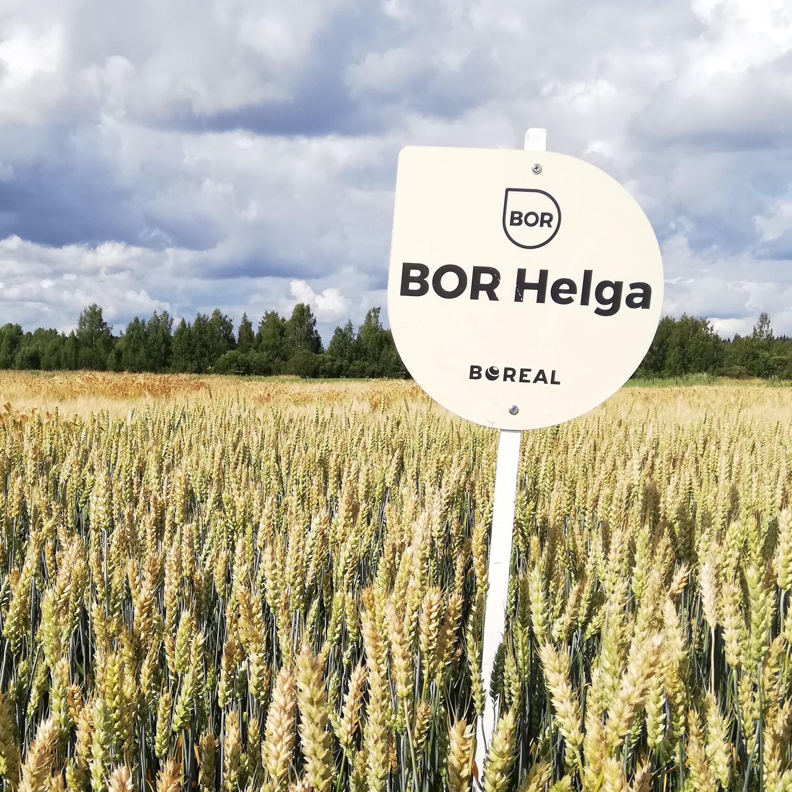 BOR Helga kevätvehnä