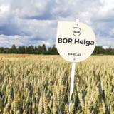BOR Helga kevätvehnä kemiallisesti peitattu 800 kg