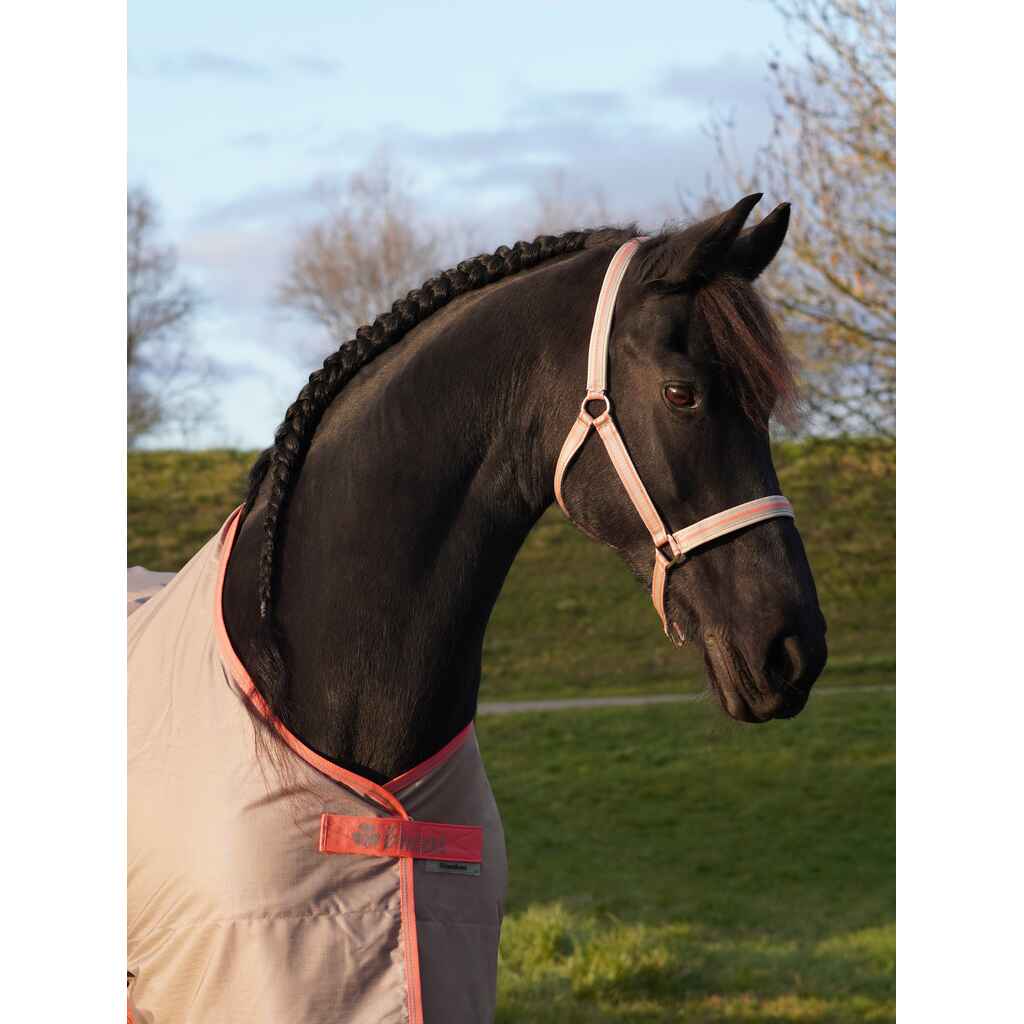 Bucas Dublin riimu, beige, varsa