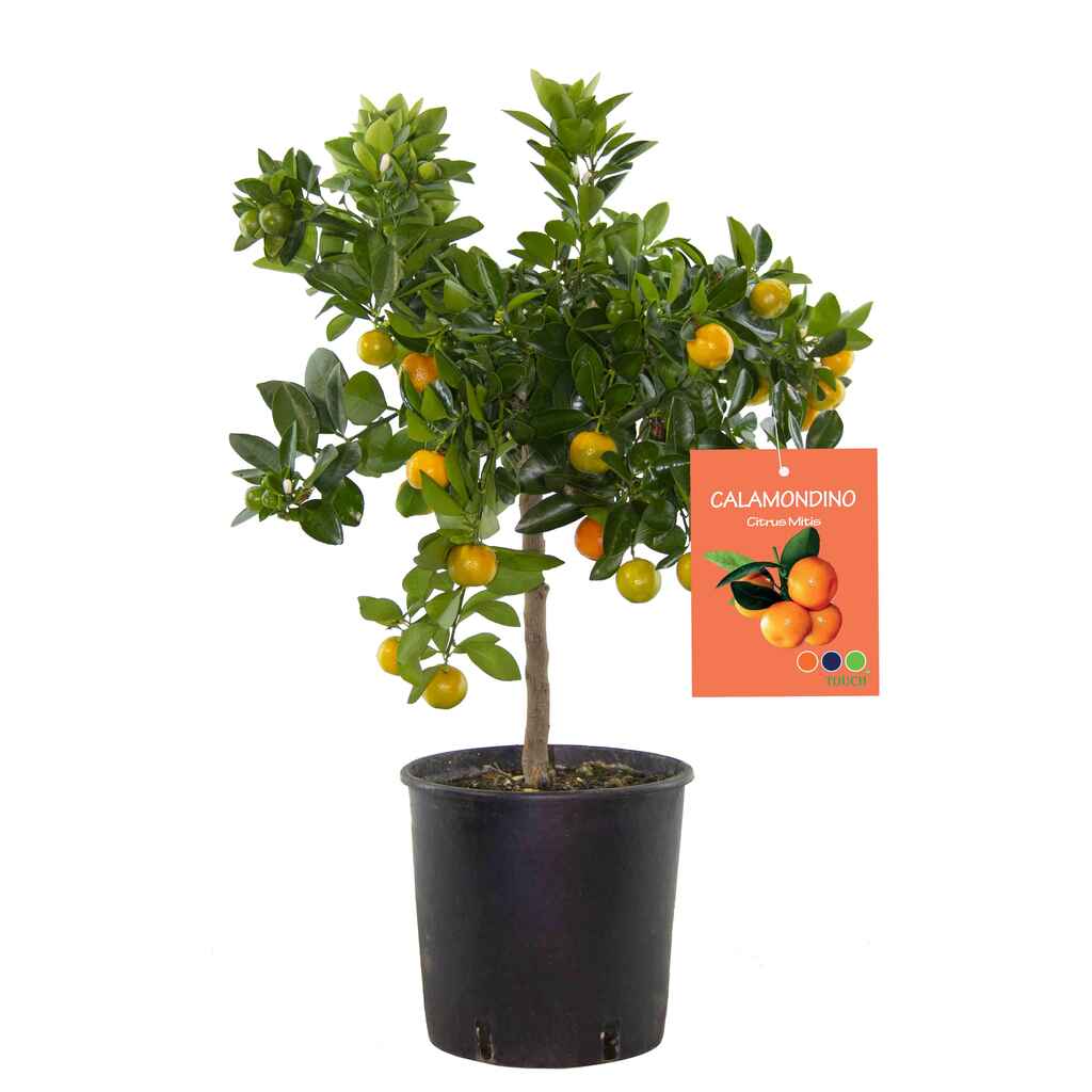 Sitrus rungollinen 20 cm ruukussa