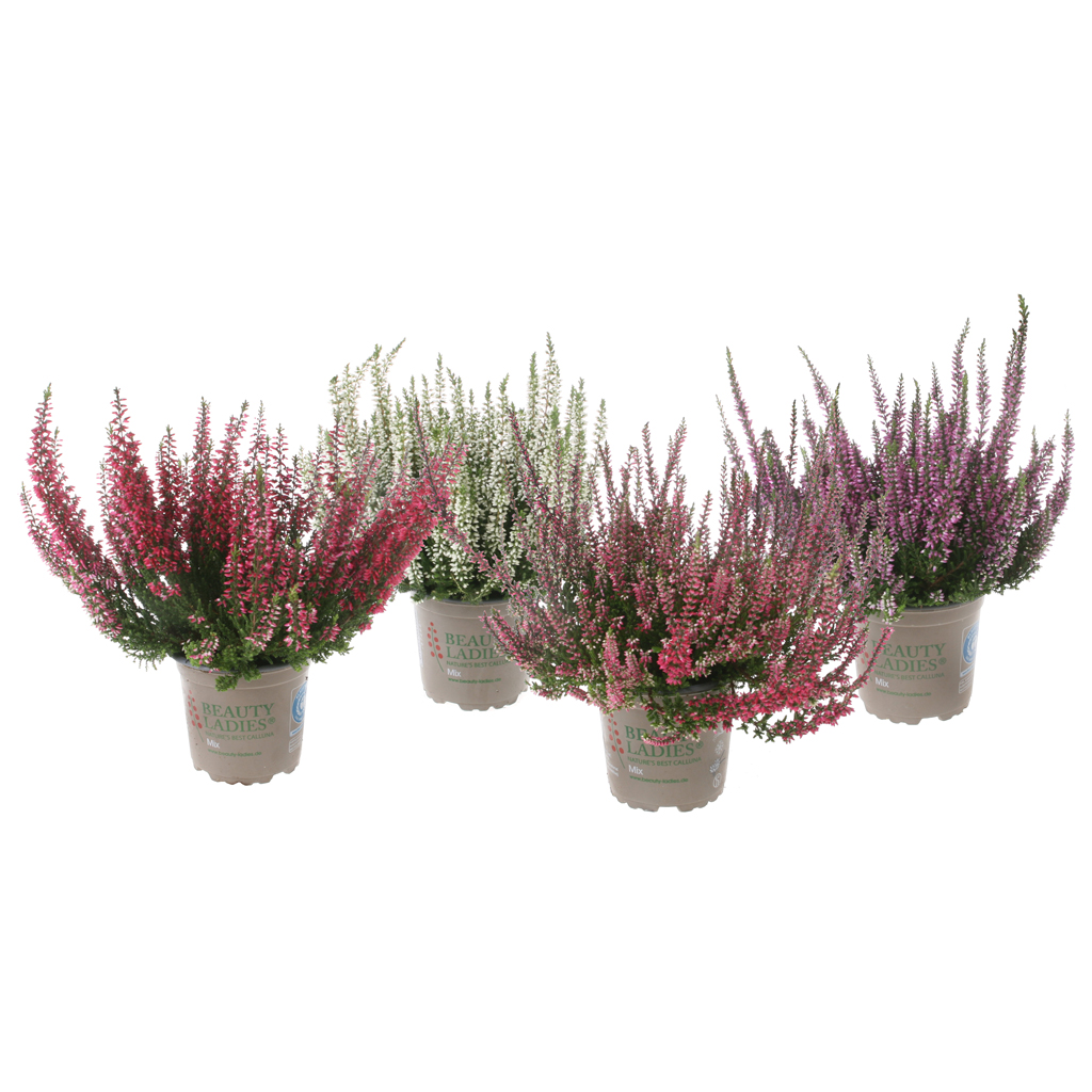Calluna lajitelma 11 cm mix